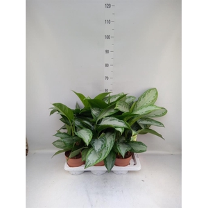 Aglaonema  'Silver Bay'
