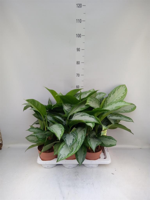 <h4>Aglaonema  'Silver Bay'</h4>