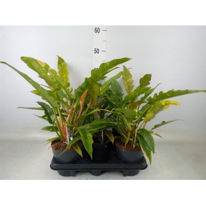 Philodendron  'Ring of Fire'