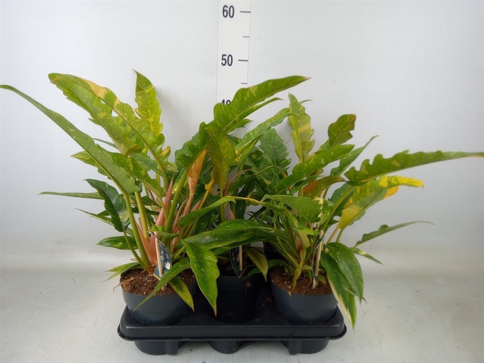 <h4>Philodendron  'Ring of Fire'</h4>