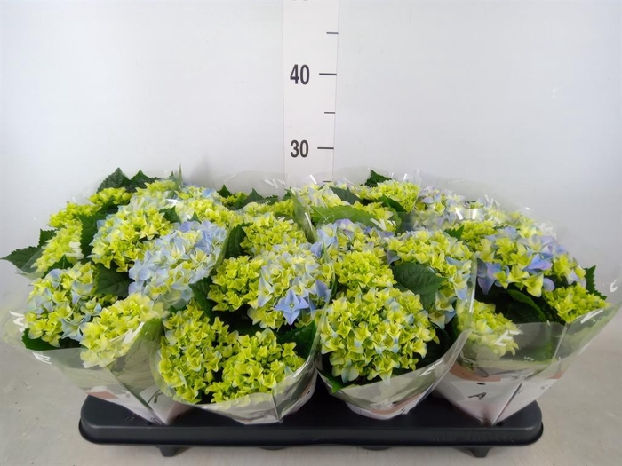 <h4>Hydrangea mac. 'Early Blue'</h4>