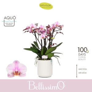 Bellissimo Angelo in Molise White Aquo