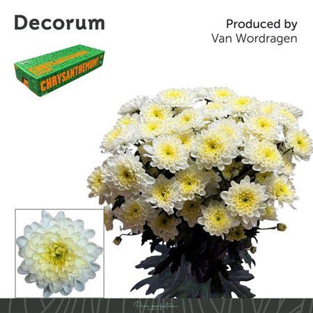 <h4>Chr T Altaj Cream</h4>