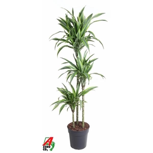 Dracaena fragrans Deremensis Grp Lemon Lime