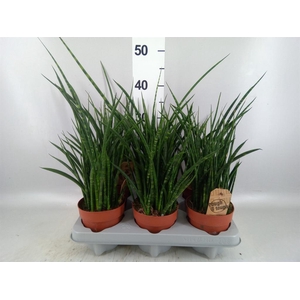 Sansevieria 'Fernwood'