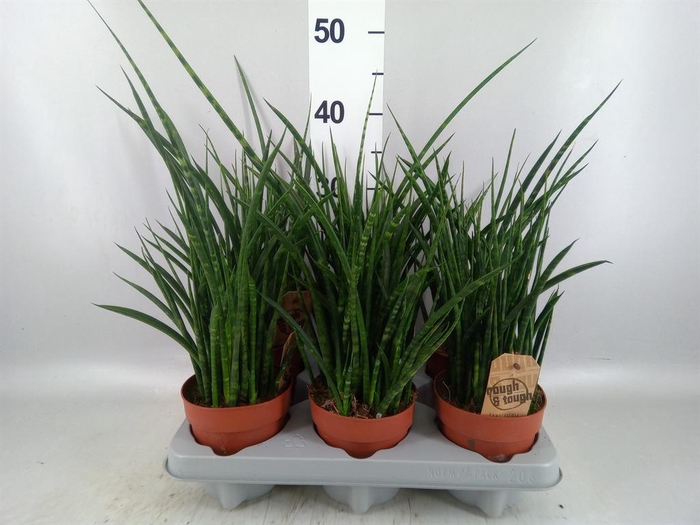 <h4>Sansevieria  'Fernwood'</h4>