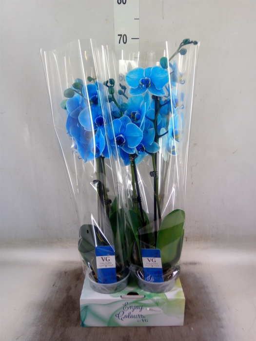 <h4>Phalaenopsis   ...</h4>
