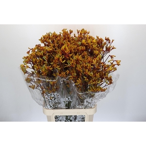 Kangaroo Paw Gold Fever