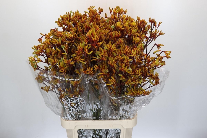 Kangaroo Paw Gold Fever
