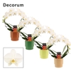 Phalaenopsis boog wit in Naemi (Sympathetic moods-collection)
