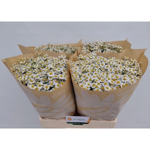 Tanacetum part Cameron