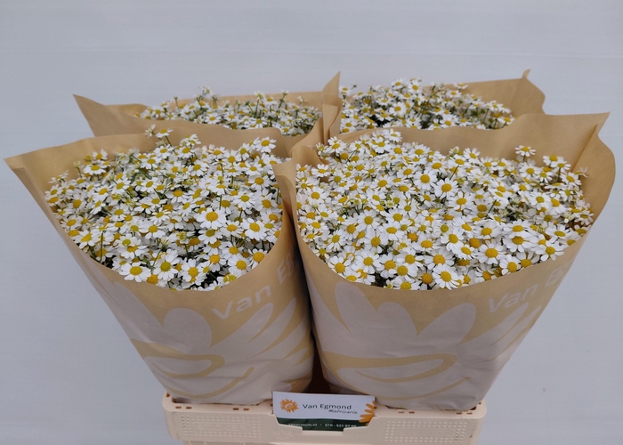 <h4>Tanacetum part Cameron</h4>