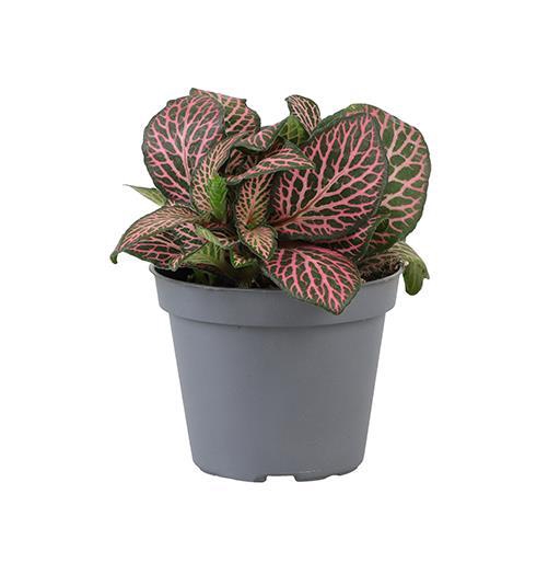 <h4>FITTONIA VERSCHAFFELTII p6 pink specik</h4>