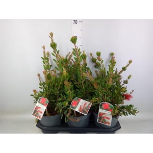 Callistemon citrinus