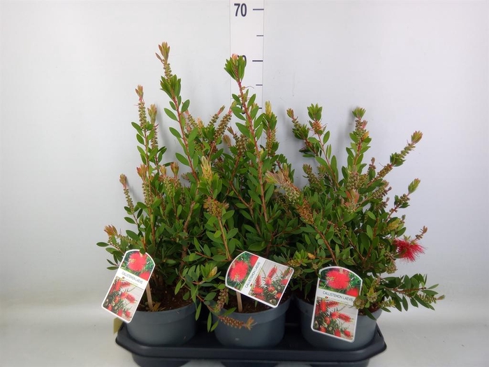 <h4>Callistemon citrinus</h4>