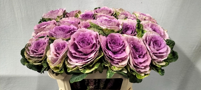 <h4>BRASS CRANE PINK</h4>