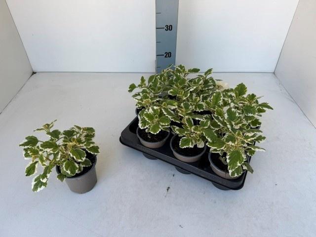 <h4>OVERIGE PERKPL</h4>