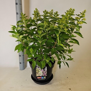 Hydrangea paniculata