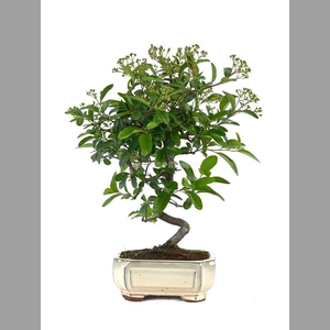 PYRAC ANGUSTIFOLIA