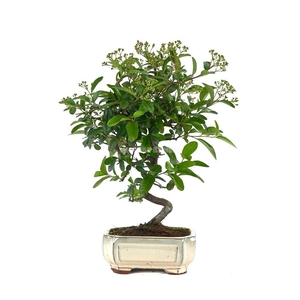 PYRAC ANGUSTIFOLIA