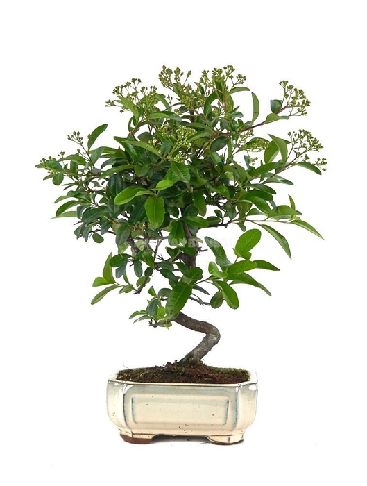 <h4>PYRAC ANGUSTIFOLIA</h4>