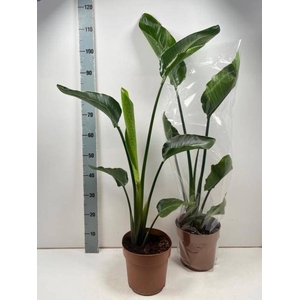 STRELITZIA NICOLAI