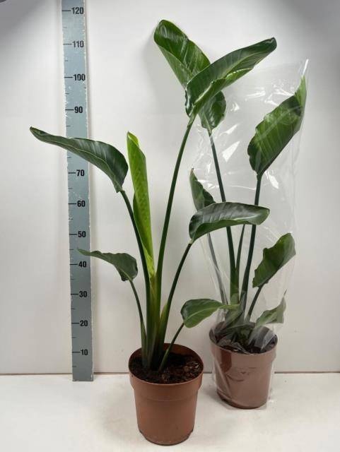 <h4>STRELITZIA NICOLAI</h4>