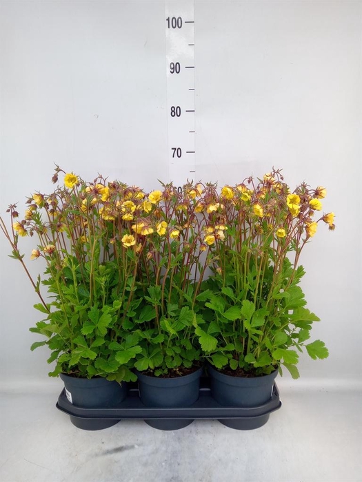 <h4>Geum chiloense</h4>