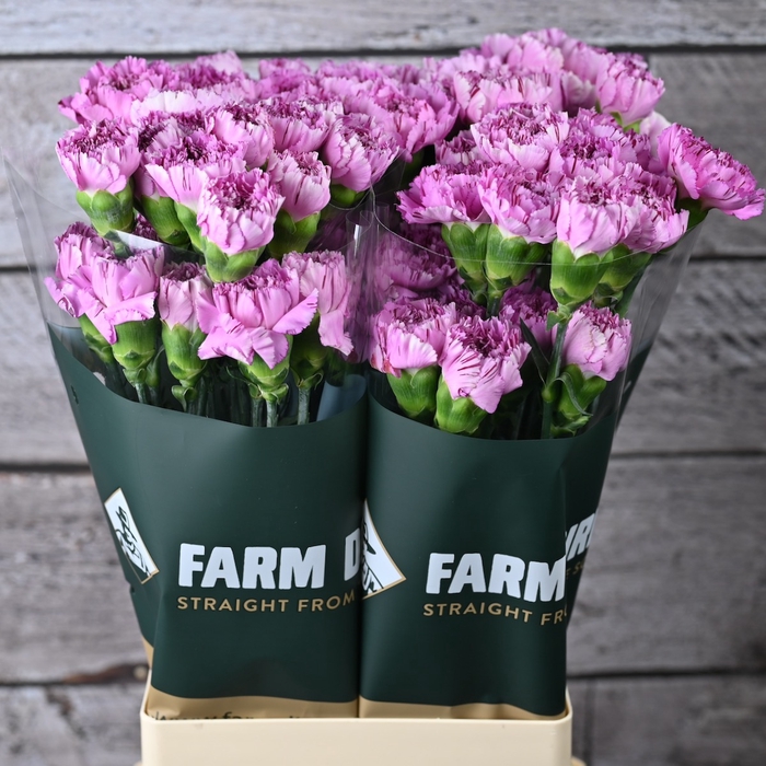 <h4>DI ST JUBILEE 65CM</h4>