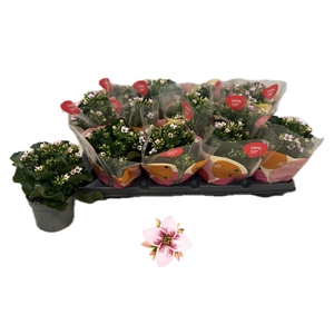 !! PROMO !! KALANCHOE EMILIE
