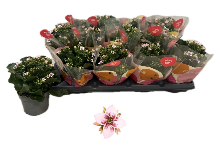 <h4>!! PROMO !! KALANCHOE EMILIE</h4>