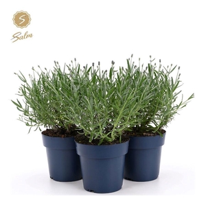 Lavandula ang. 'Felice Silver'® P15