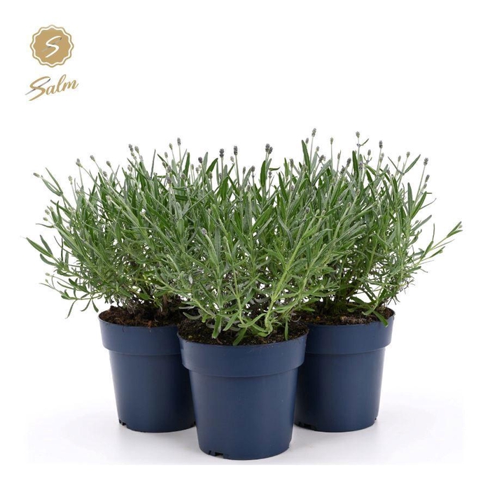 <h4>Lavandula ang. 'Felice Silver'® P15</h4>