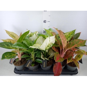 Aglaonema   ...