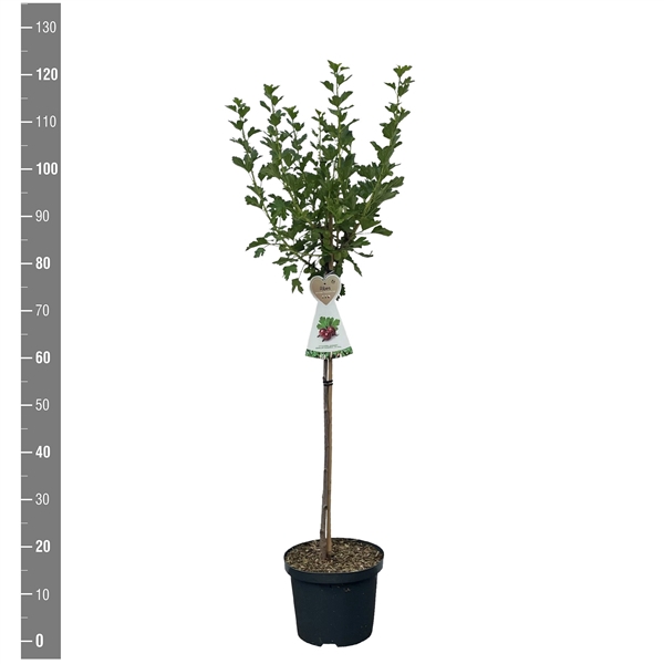 <h4>Ribes u.c. Kruisbes Hinnonmaki Rood stam 60 cm (rode kruisbes)</h4>