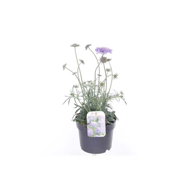 <h4>Scabiosa col. Mariposa Blue</h4>