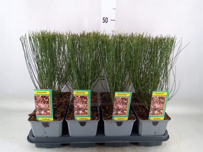 <h4>Cytisus preacox 'Zeelandia'</h4>