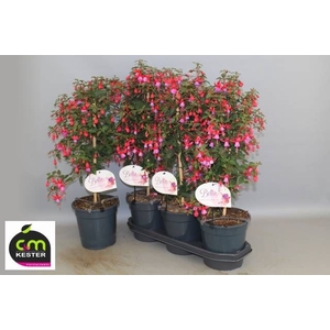 FUCHSIA OV