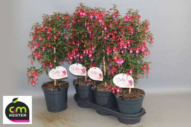 <h4>FUCHSIA OV</h4>
