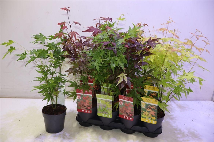 <h4>arr8 Acer Palmatum</h4>