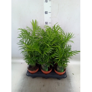 Chamaedorea elegans