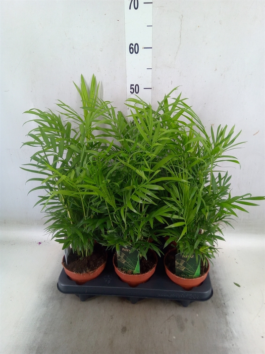 <h4>Chamaedorea elegans</h4>