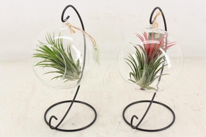 <h4>arr3 CP - Till. Glas hangbol x6 frame</h4>