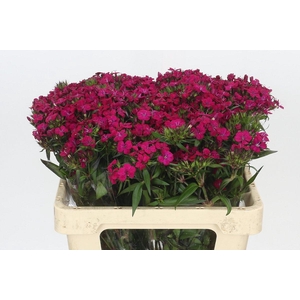 Dianthus Br Amazon Neon Cherry