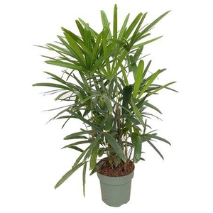 Rhapis Excelsa (bark)