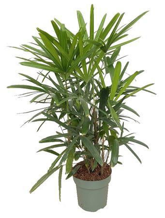 <h4>Rhapis Excelsa (bark)</h4>