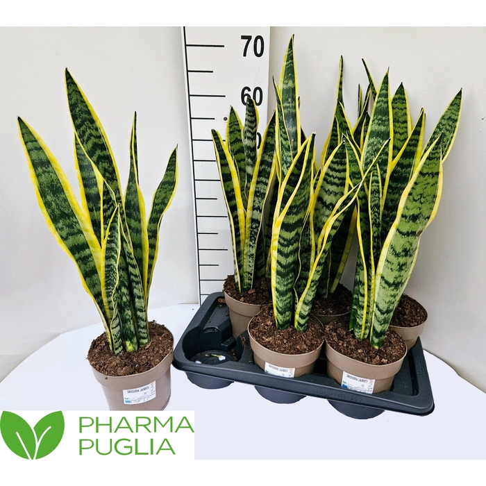 <h4>SANSEV LAURENTII</h4>