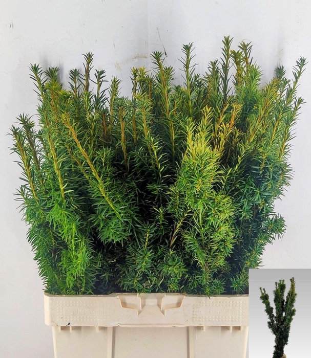 <h4>TAXUS B FAS AUREA</h4>