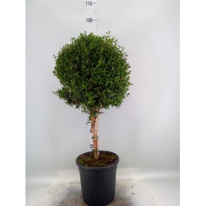 Myrtus communis