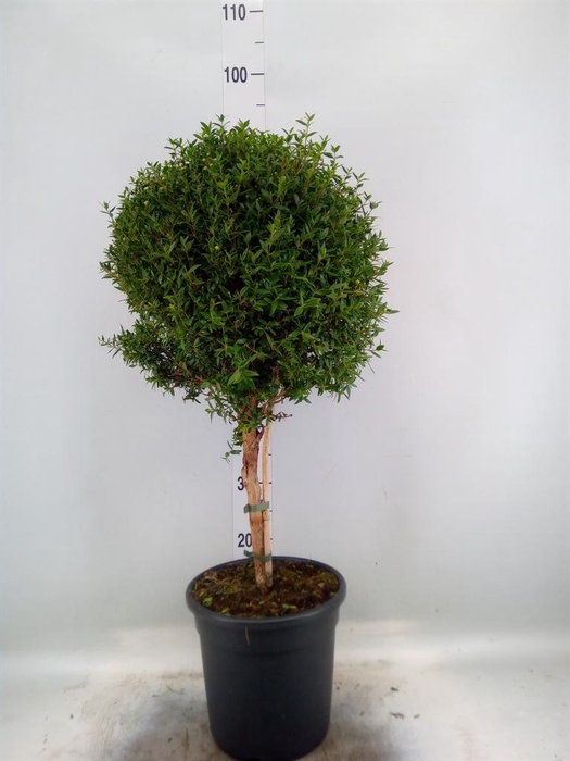 <h4>Myrtus communis</h4>